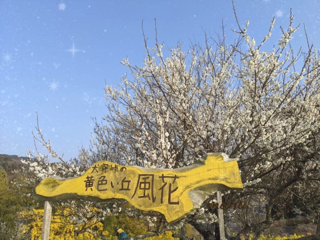 愛媛県　伊予市　双海　犬寄席峠　菜の花　桜　ミモザ