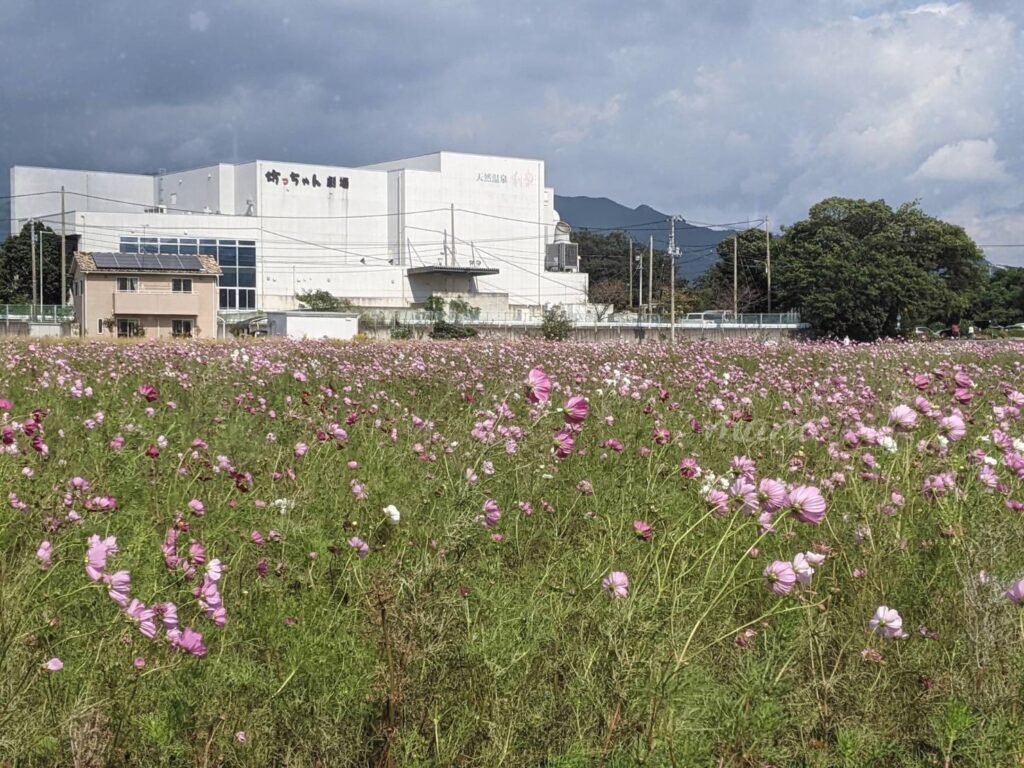 【愛媛県東温市】坊ちゃん劇場のすぐ近くのコスモス畑を見てきました。（2022、2023年）