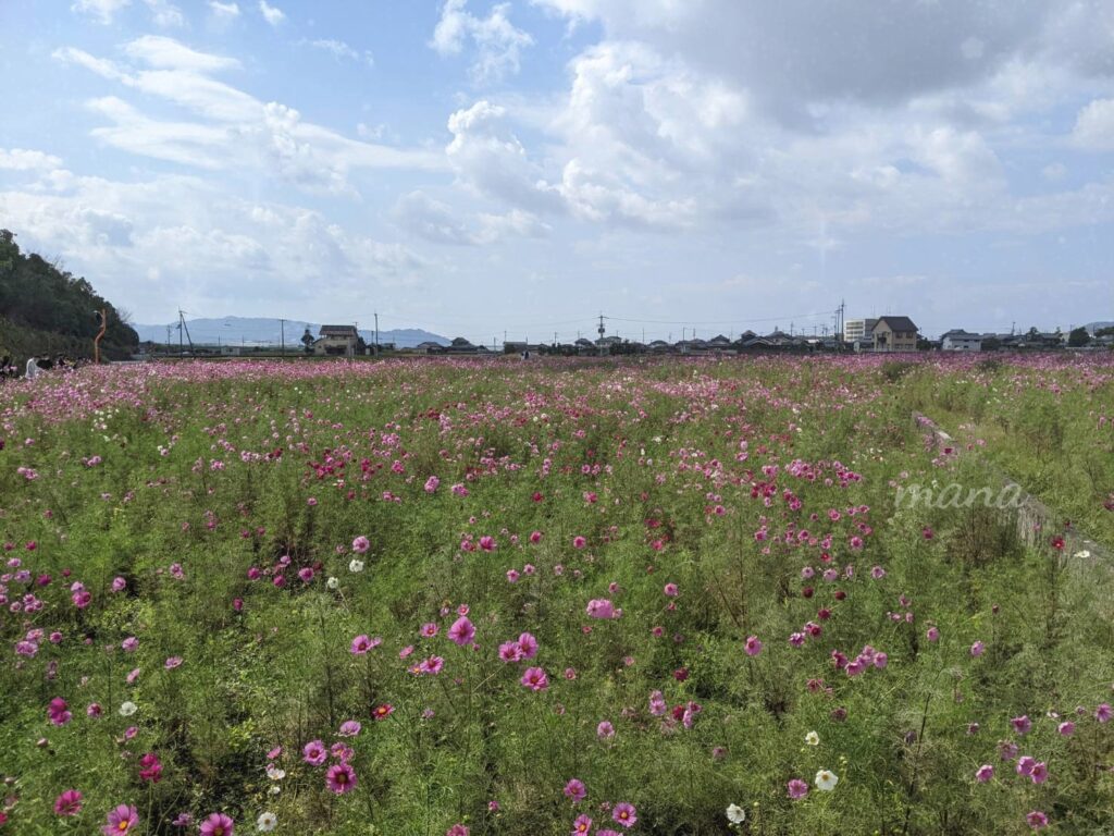 【愛媛県東温市】坊ちゃん劇場のすぐ近くのコスモス畑を見てきました。（2022、2023年）