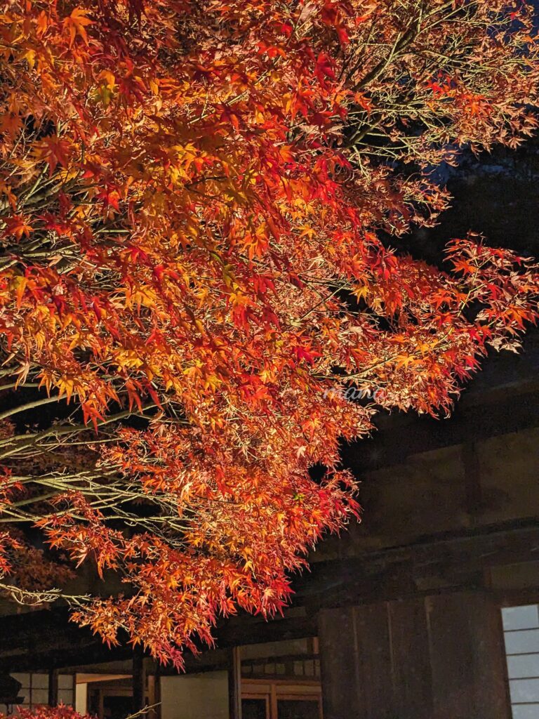 【愛媛県松山市】松山城　二之丸史跡庭園　イベント「光の庭園」ライトアップされた紅葉を楽しみました。