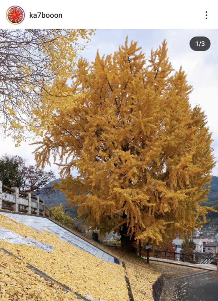 【愛媛県】紅葉・イチョウの記事まとめ（松山市、今治市、砥部町、内子町）