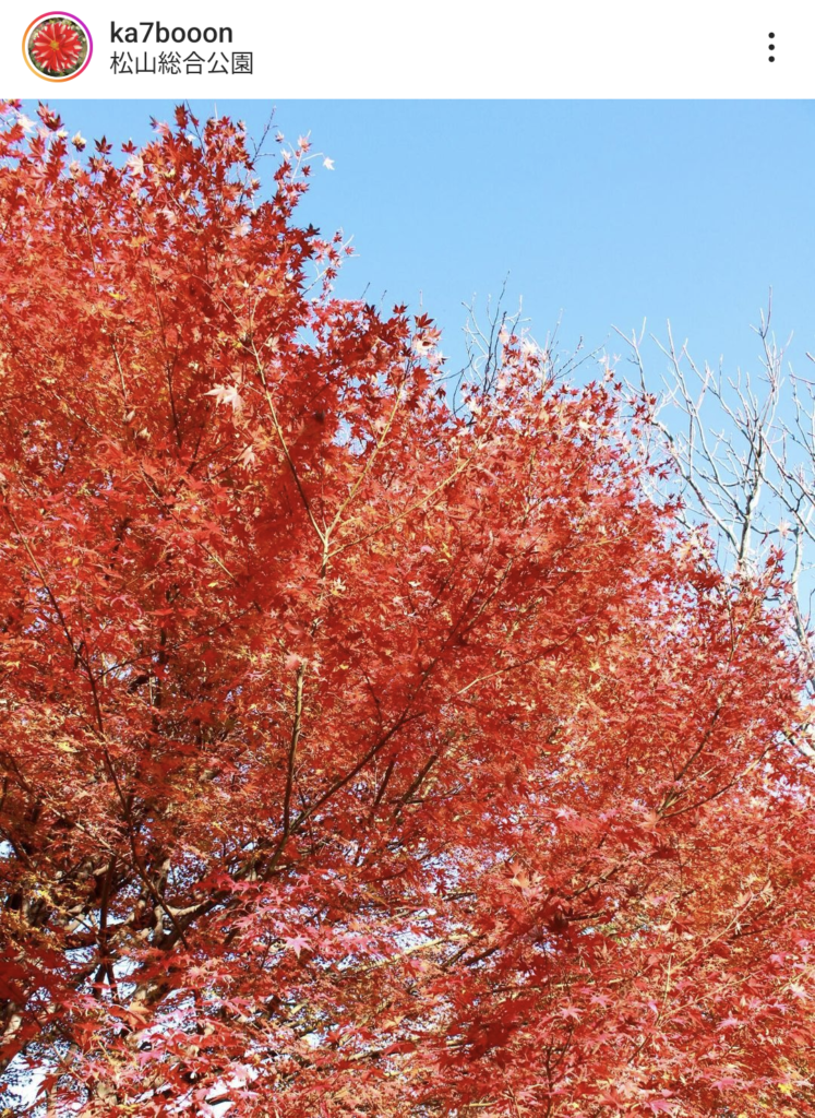 【愛媛県】紅葉・イチョウの記事まとめ（松山市、今治市、砥部町、内子町）