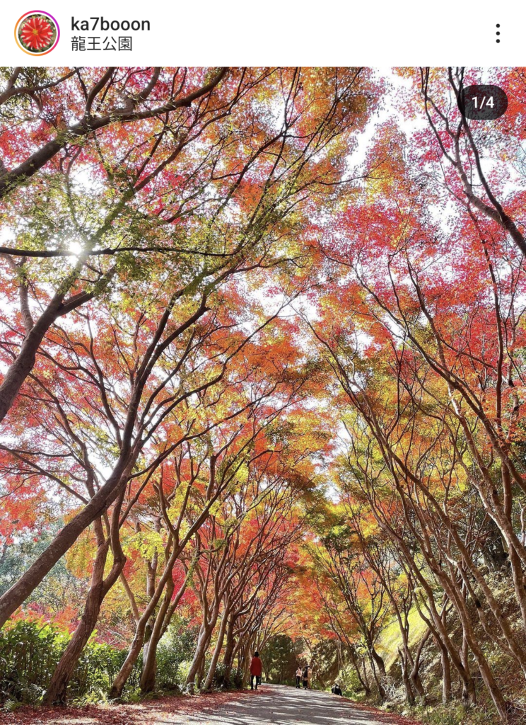 【愛媛県】紅葉・イチョウの記事まとめ（松山市、今治市、砥部町、内子町）