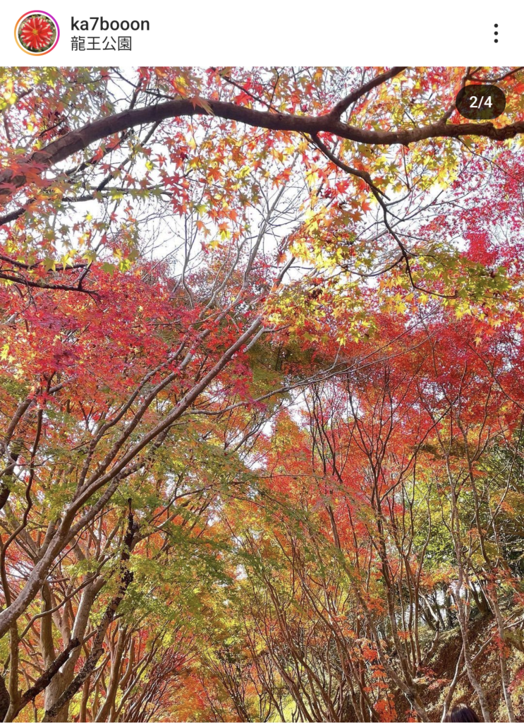 【愛媛県】紅葉・イチョウの記事まとめ（松山市、今治市、砥部町、内子町）