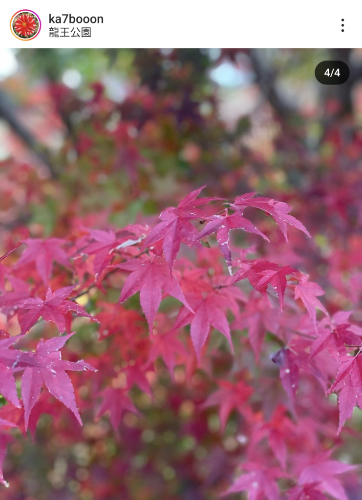 【愛媛県】紅葉・イチョウの記事まとめ（松山市、今治市、砥部町、内子町）