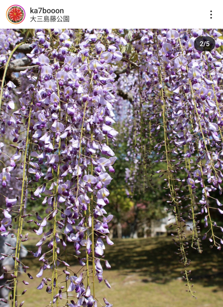 【愛媛県】大三島藤公園