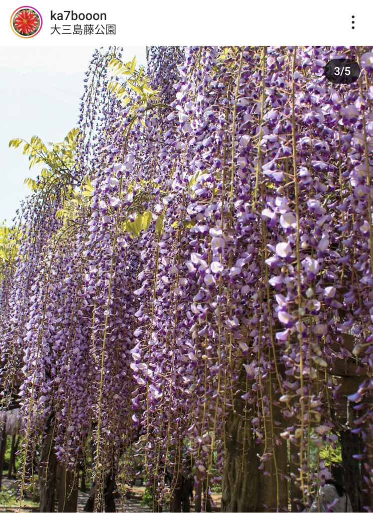 【愛媛県】大三島藤公園