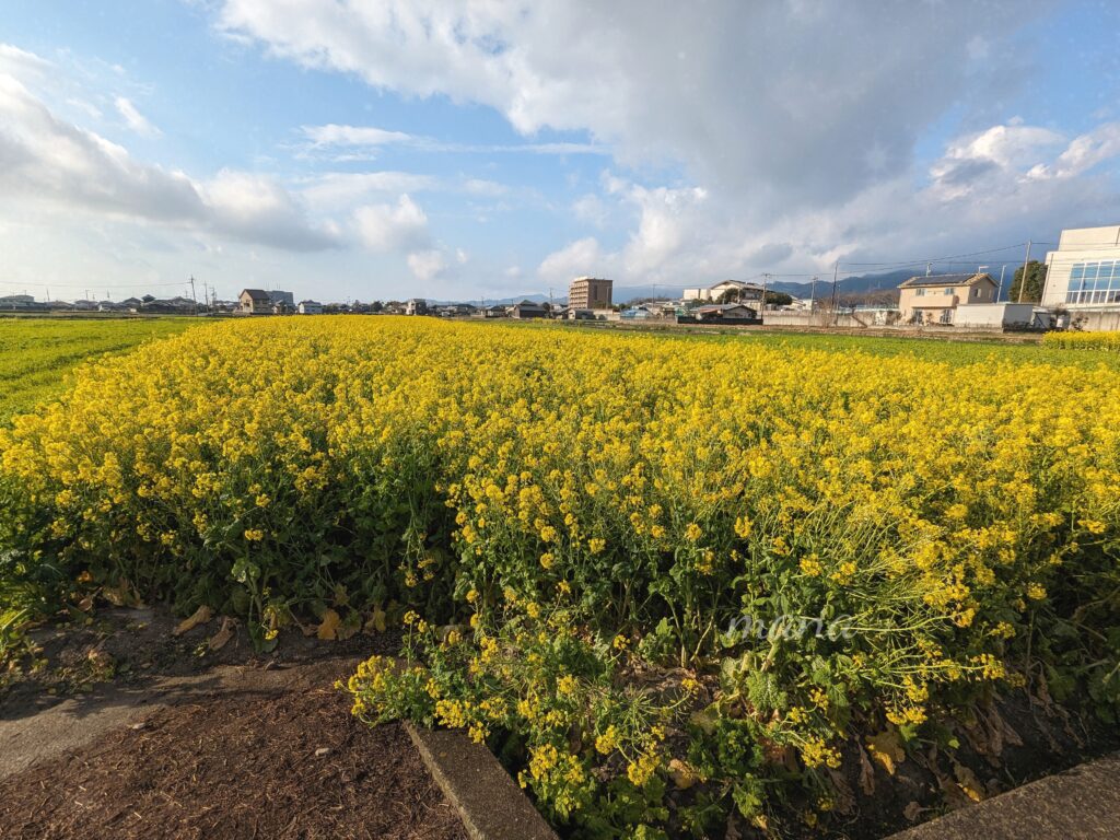 【愛媛県東温市】坊ちゃん劇場のすぐ近くの菜の花畑、コスモス畑（2022、2023、2024年）