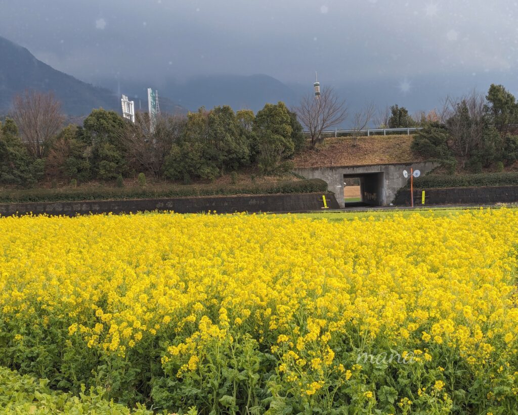 【愛媛県東温市】坊ちゃん劇場のすぐ近くの菜の花畑、コスモス畑（2022、2023、2024年）
