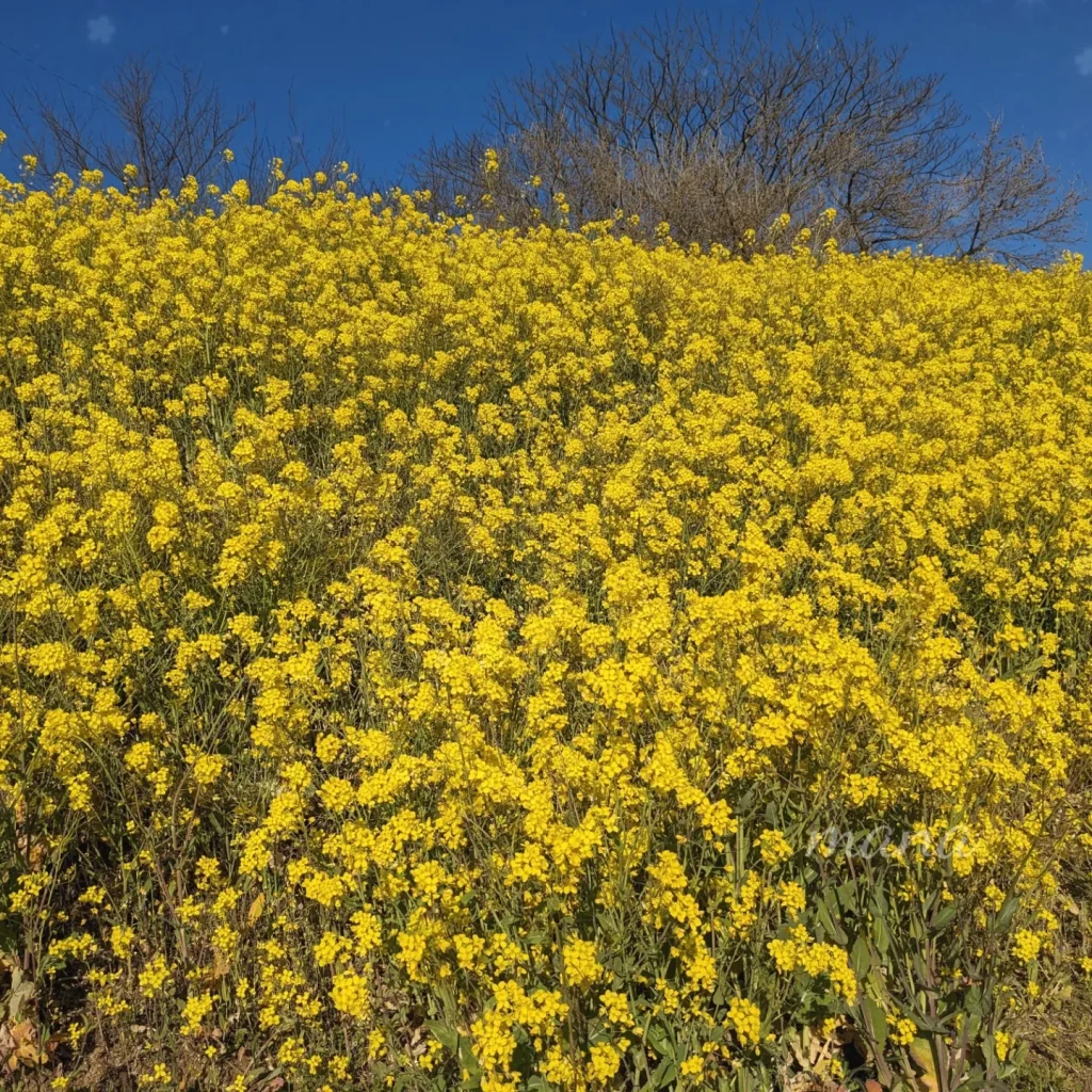 【愛媛県伊予市双海】犬寄席峠の菜の花畑・コスモス畑を見てきました。（2023、2024）